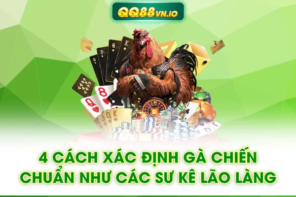 4 Cách Xác Định Gà Chiến Chuẩn Như Các Sư Kê Lão Làng