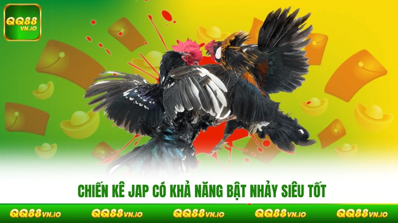 Chiến kê Jap có khả năng bật nhảy siêu tốt