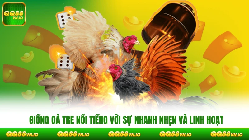 Giống gà tre nổi tiếng với sự nhanh nhẹn và linh hoạt