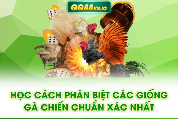 Học Cách Phân Biệt Các Giống Gà Chiến Chuẩn Xác Nhất