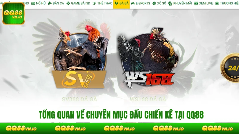 Tổng quan về chuyên mục đấu chiến kê tại QQ88