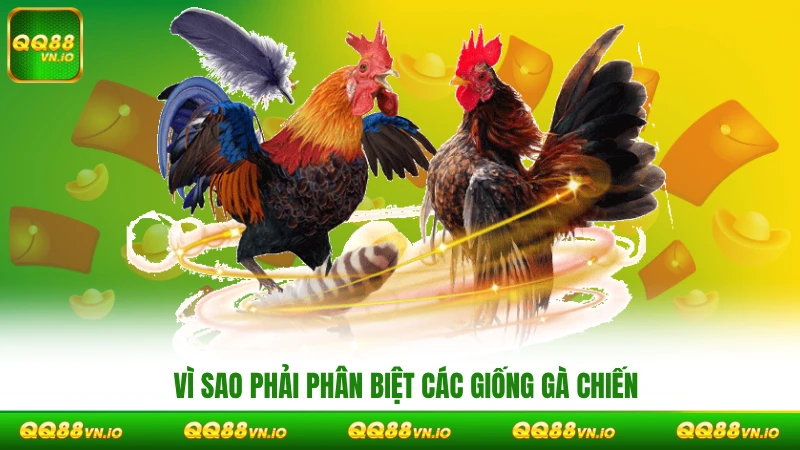 Vì sao phải phân biệt các giống gà chiến
